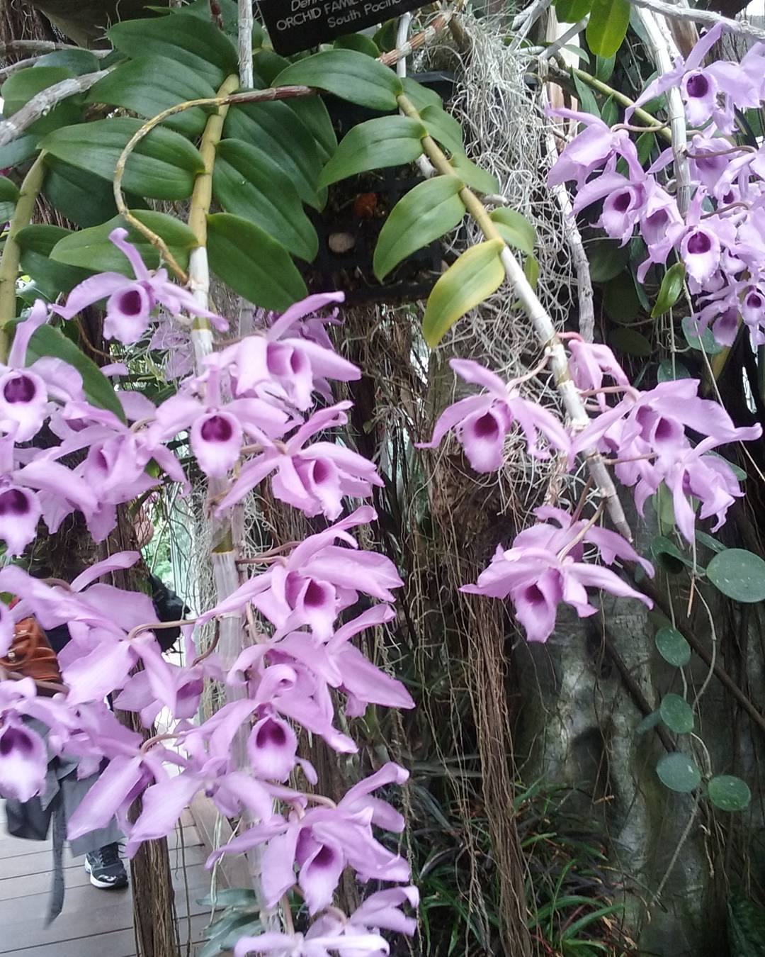 tolumide-orchid-botanical-garden-april-1st-2015-washington-dc